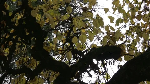 Crown of tree with curved branches Stock Footage 82738563