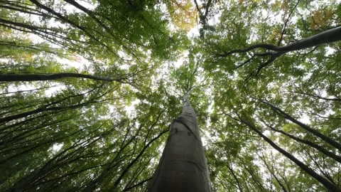 Crown tree: The expansive and intricate canopy of a majestic tree Stock Footage 255042339