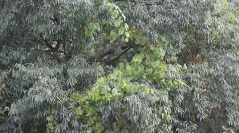 Crown (tree) 動画素材 7766636