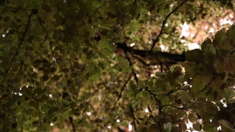 Crown of a tree of an old tree. Stock Footage 154589217