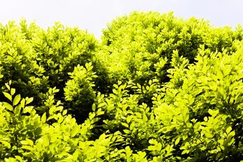 Crown tree Stock Photos