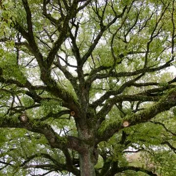 Crown of the tree seen from below Stock Photos