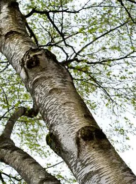 Crown of the tree with spring leaves Stock Photos