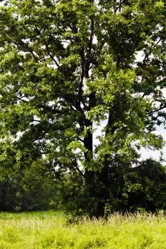 Crown tree in spring Stock Photos