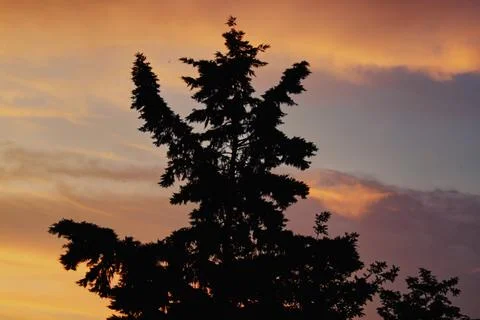 Crown of a tree at sunset Stock Photos
