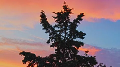 Crown of a tree at sunset Stock Photos