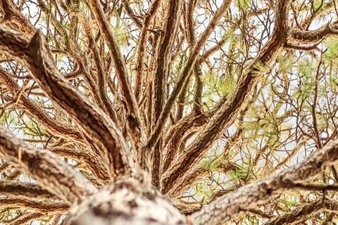 The crown of a tree , view from below Stock Photos