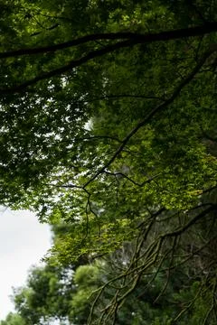 The crown of a tree with a view of the sky. Foliage of trees Stock Photos