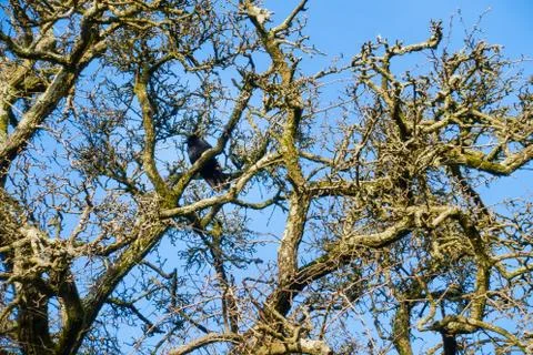 Crown of a Tree in Winter with a Crow Stock Photos