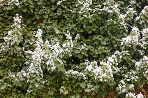 Crown tree in winter Stock Photos
