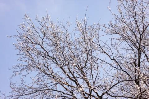 Crown tree in winter Stock Photos
