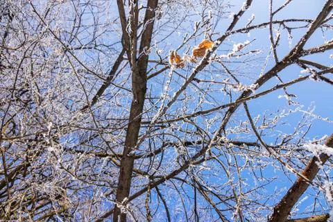 Crown tree in winter Stock Photos