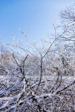 Crown tree in winter Stock Photos