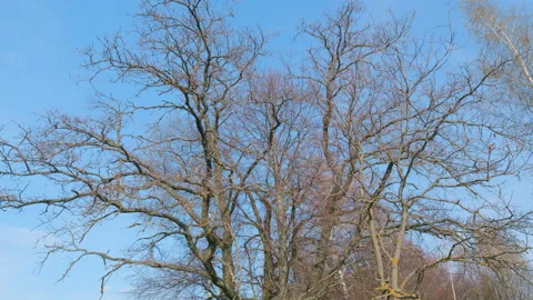 Crown of a tree without leaves in early spring. Spring natural background. Tilt Video stock 204771169