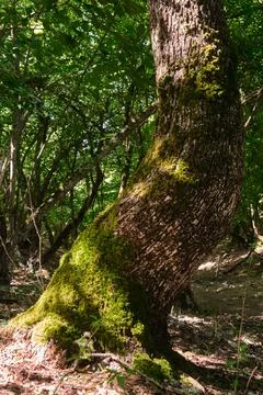 The crown of a tree wrapped in moss Foto stock