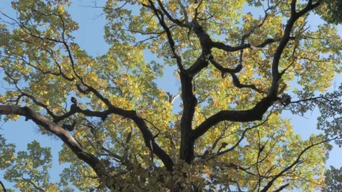 The crown of a tree with yellow and orange leaves in autumn Stock Footage 163767154