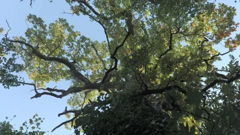 The crown of a tree with yellow and orange leaves Stock Footage 163767582