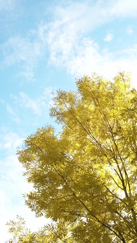 Crown of a tree with yellow leaves Stock Footage 318298503