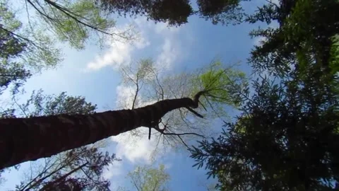 Crown of trees against a blue sky on a summer day Stock-Footage 155242909