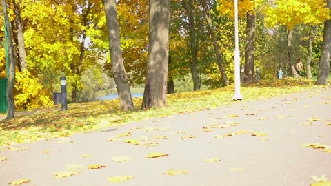 The crown of trees and falling leaves. Yellow foliage, autumn season in park 스톡 동영상 162554224