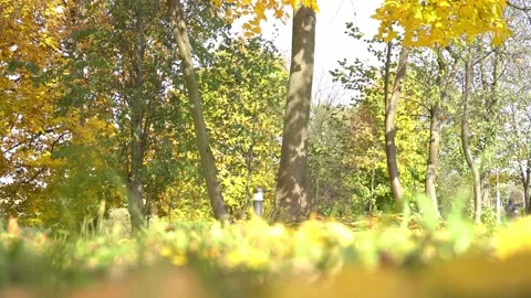 The crown of trees and falling leaves. Yellow foliage, autumn season in park Stock Footage 162554267