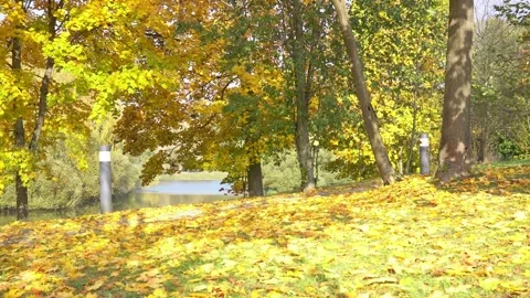 The crown of trees and falling leaves. Yellow foliage, autumn season in park Stock Footage 162554404