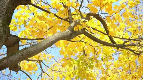 The crown of trees and the sky, falling leaves. Yellow foliage, autumn season Stock Footage 162554190