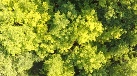 Crown of trees with bird's eye view Video stock 51310865