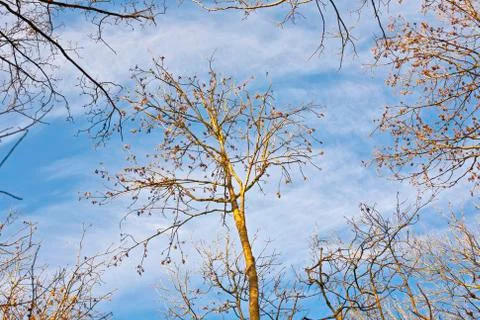 Crown of trees with blue sky Foto stock