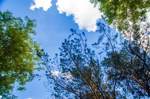 Crown of trees from bottom to top. Cumulus clouds over the forest Foto stock