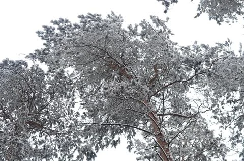 Crown trees. bottom View Stock Photos