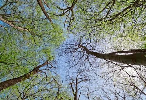 Crown of a trees in deciduous (leaf) forest depths in sunny spring day Stock-Fotos