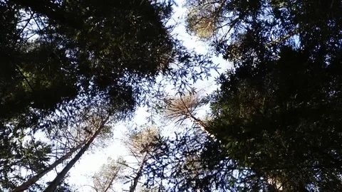 The Crown of the trees. forest. 84 Stock Footage 106404990