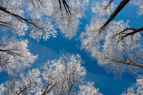Crown of trees Stock Photos