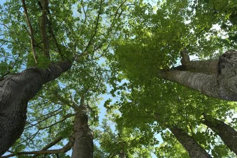 Crown of trees Foto stock