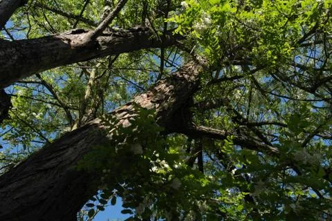 Crown of trees Foto stock