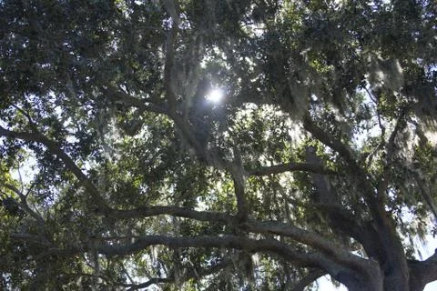 Crown of the trees Stock-Fotos