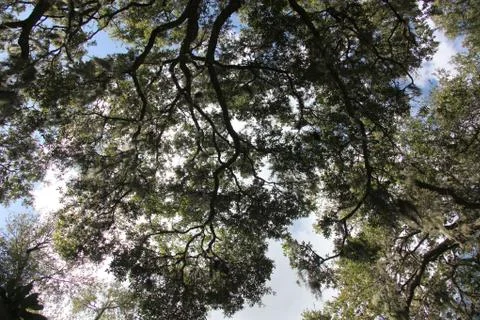 Crown of the trees Stock Photos