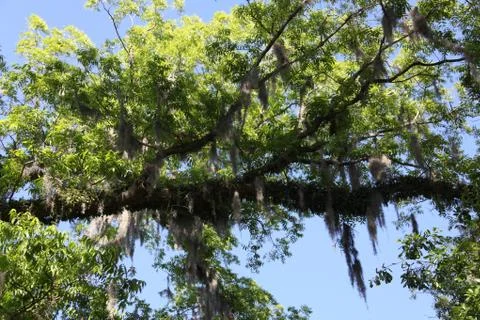 Crown of the trees Stock Photos