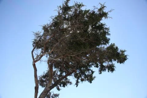 Crown of the trees Stock Photos