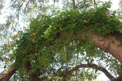 Crown of the trees Stock Photos