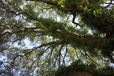 Crown of the trees Stock Photos