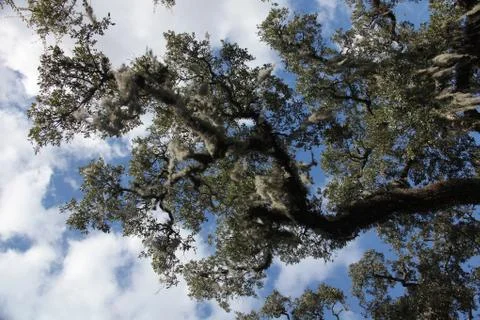 Crown of the trees Stock Photos
