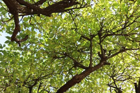 Crown of trees Stock Photos