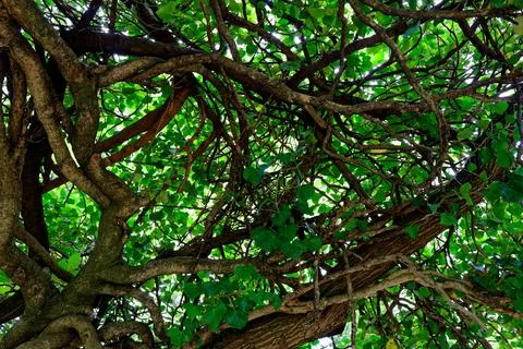 Crown of trees Stock Photos