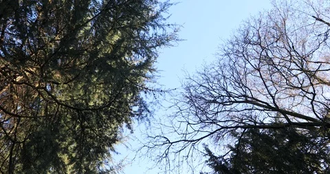 Crown of trees seen from below - camera rotation and blue sky background Stock-Footage 125932080