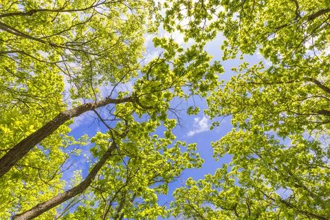 Crown of trees in spring in the forest Stock Photos