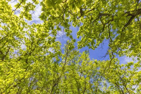 Crown of trees in spring in the forest Stock Photos