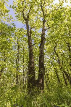 Crown of trees in spring in the forest Stock Photos