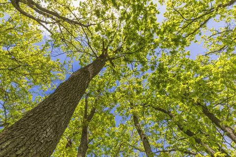 Crown of trees in spring in the forest Foto stock